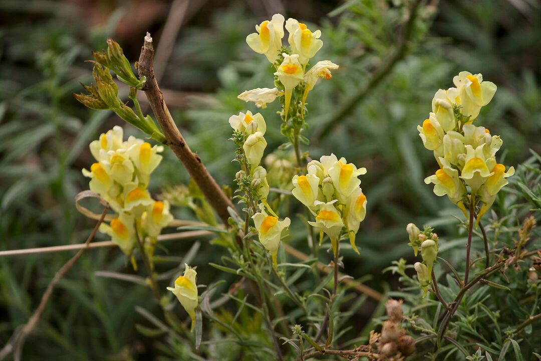 Toad flax plant for fungus treatment