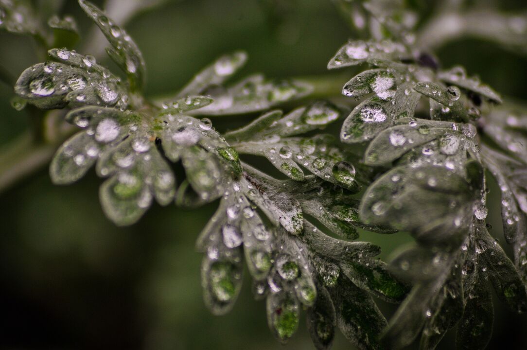 wormwood plant for the treatment of fungi